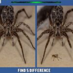 Αράχνη κρυφή διαφορά